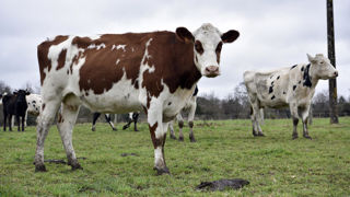 La Commission européenne anticipe une légère baisse du prix du lait moyen pour février 2024.
