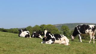 La hausse des températures va faire chuter la production laitière en France. La hausse des températures va faire chuter la production laitière en France.