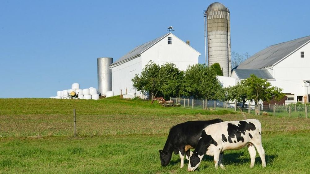 Vaches laitières aux Etats-Unis