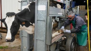 Christophe Bouviala, pareur à Farago Aveyron, préconise un parage préventif au tarissement, ou au moins deux mois après le vêlage.
