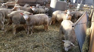 En février 2024, les abattages d’agneaux baissent de 0,7 % en têtes sur un an.