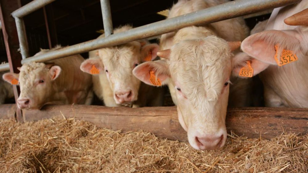 Jeunes bovins à lengraissement