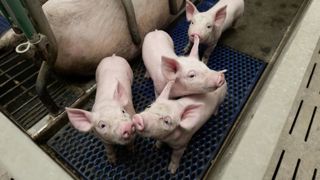 D'après l'Institut du porc, une reprise de la production porcine en France semble « difficilement réalisable » en 2024. D'après l'Institut du porc, une reprise de la production porcine en France semble « difficilement réalisable » en 2024.