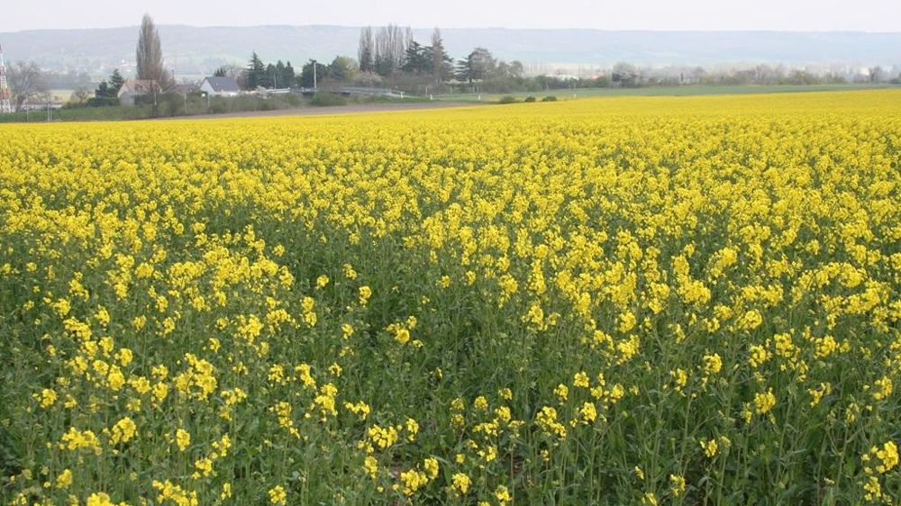 Champ de colza en fleurs