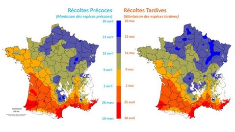 Dates de récolte en ensilage selon la précocité de la prairie et la situation géographique
