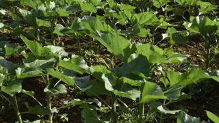 La réussite d'un couvert dépend également de sa destruction, à maîtriser pour ne pas pénaliser l’implantation du tournesol, souligne Matthieu Loos, de Terres Inovia. La réussite d'un couvert dépend également de sa destruction, à maîtriser pour ne pas pénaliser l’implantation du tournesol, souligne Matthieu Loos, de Terres Inovia.