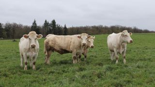 Bien que les abattages de gros bovins soient presque à leur niveau de février 2023, ils reculent de 5,8 % pour les vaches allaitantes.