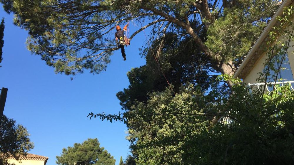 Face à une législation de plus en plus draconienne, les élagueurs et autres professionnels de l’arbre s’interrogent : n’y a-t-il pas un risque de voir le métier ne plus s’exercer que durant quelques mois, mettant en danger la profession ?