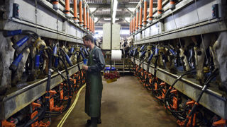 Deux tiers du résultat courant de 81 millions d’euros réalisé par Sodiaal en 2023 seront redistribués aux éleveurs en 2024.