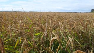 Selon le Syndicat des riziculteurs de France, la filière utilise l’Avanza face « aux impasses » de désherbage.