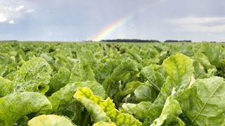Les producteurs de betteraves pourront réaliser trois passages de Monvento, au lieu de deux lors des dérogations autorisées ces dernières années. Les producteurs de betteraves pourront réaliser trois passages de Monvento, au lieu de deux lors des dérogations autorisées ces dernières années.
