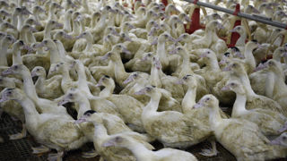 Les abattages de canards gras ont doublé en nombre de têtes entre février 2023 et février 2024.