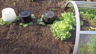 Des précautions s’imposent dès le semis des chicorées pour éviter la pourriture lors du blanchiment.