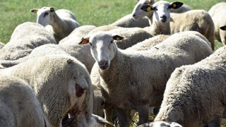 L’intervalle entre la mise bas et la mise en lutte conditionne la réussite.