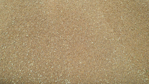 Les grains de blés non transformés font partis de la liste des denrées alimentaires concernées par ce règlement.