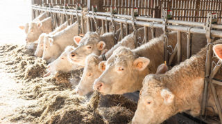 La date de référence pour le calcul de l'aide bovine est fixée six mois après le dépôt de la demande. La date de référence pour le calcul de l'aide bovine est fixée six mois après le dépôt de la demande.