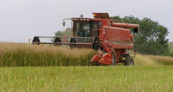 Moissonneuse dans du colza