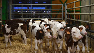 Les contrats d'éleveurs en veaux de boucherie avec Laïta sont cédés au groupe Vandrie France. Les contrats d'éleveurs en veaux de boucherie avec Laïta sont cédés au groupe Vandrie France.