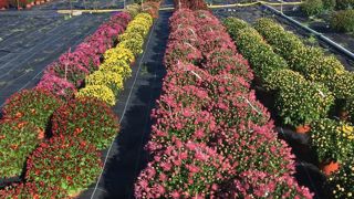 Les travaux de sélection variétale ont permis de simplifier la culture des chrysanthèmes originaux, en culture dirigée et, pour certains, en culture traditionnelle, en pincé ou en unifleurs..