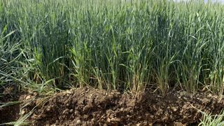 La loi mettra en place un cadre européen de certification pour les absorptions de carbone afin de les encourager et de contribuer à atteindre la neutralité climatique de l’UE d’ici à 2050.