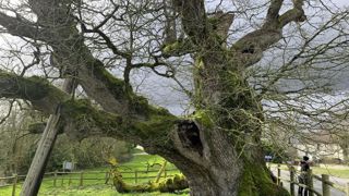 L’Office national des forêts et le magazine "Terre sauvage" cherchent à récompenser les plus beaux arbres de France…