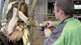 Le parage donne l'occasion de récolter de nombreuses informations sur la santé des pieds des animaux. En facilitant l'enregistrement de ces données de manière harmonisée, il a été possible de les valoriser pour construire des index.