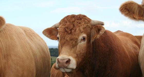 Bovin viande