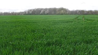 Plus de la moitié du blé tendre (53 %) avait atteint le stade 2 nœuds le 8 avril 2024, indique Céré'Obs.