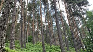 Les scolytes se propagent dans les forêts de résineux de l’est de la France depuis quelques années, favorisés par le réchauffement climatique. Les scolytes se propagent dans les forêts de résineux de l’est de la France depuis quelques années, favorisés par le réchauffement climatique.