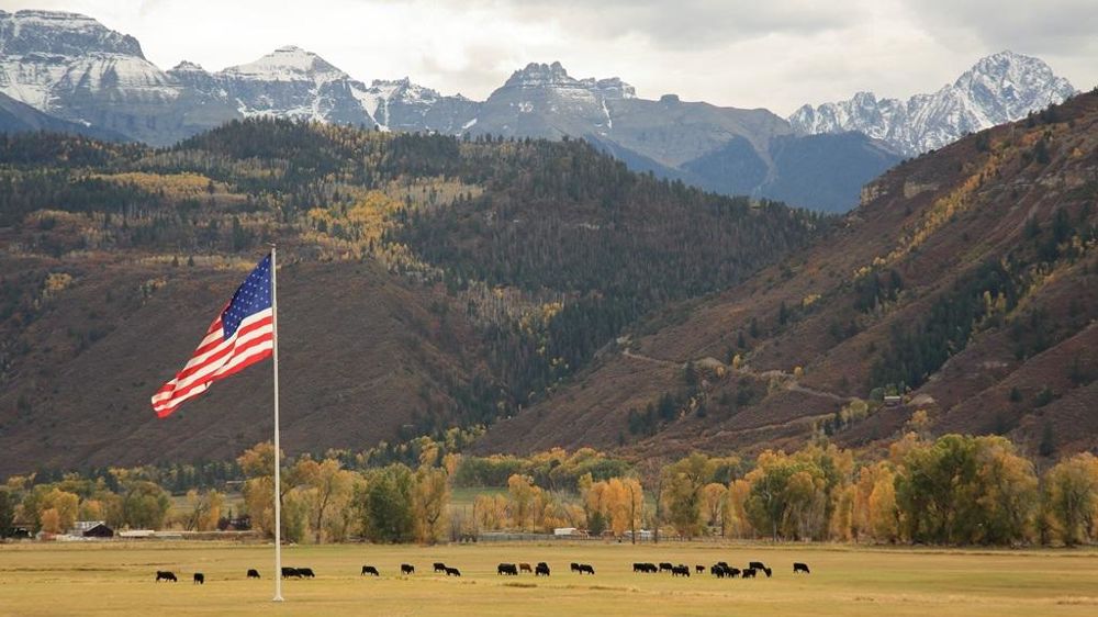 Vaches pâturant sous le drapeau américain