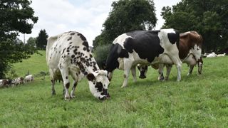 En février 2024, la collecte française de lait de vache a progressé de 4 % par rapport à février 2023.