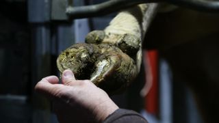 Le dispositif Thermopod facilitera la maîtrise de la santé des pieds dans les troupeaux allaitants tout en diminuant la pénibilité du travail pour les éleveurs et  les conseillers.