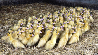 La chambre d’agriculture des Landes recommande un paillage quotidien et suggère de prévoir « deux ou trois curages en cours de bande ». La chambre d’agriculture des Landes recommande un paillage quotidien et suggère de prévoir « deux ou trois curages en cours de bande ».