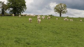 La mise à l'herbe des animaux a pris du retard à cause de l'excès d'humidité.