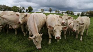 Chargement élevé tout en réduisant le temps de présence sont préconisés sur les paddocks qui manquent encore de portance.
