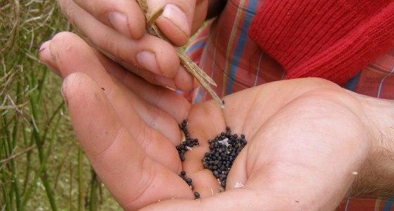 Graines de colza dans une main