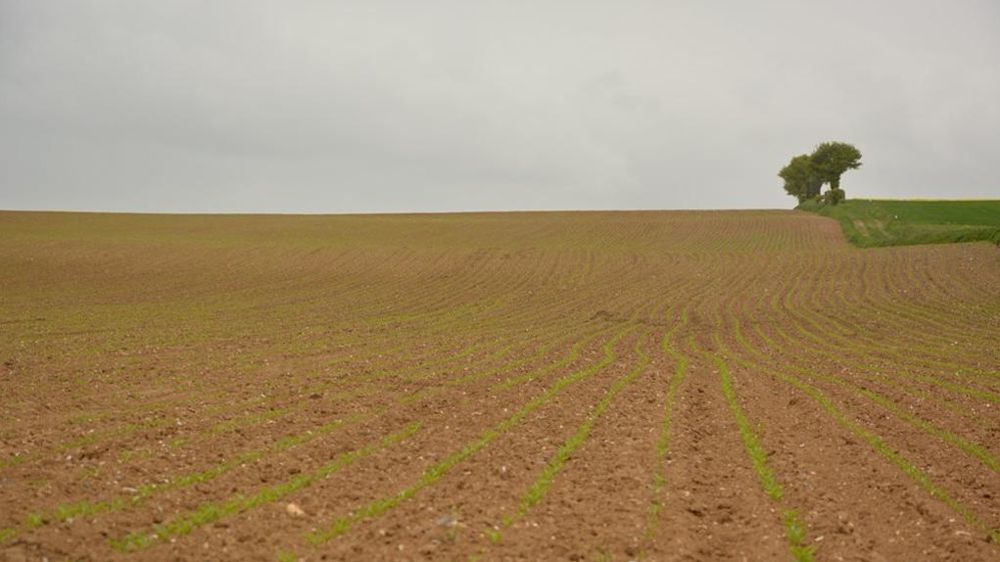 Chasser les pucerons par les odeurs : test grandeur nature pour la campagne 2024