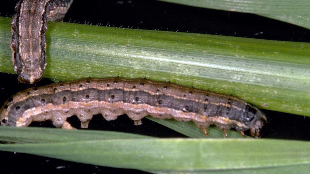 Larve de Spodoptera frugiperda