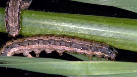 Larve de Spodoptera frugiperda