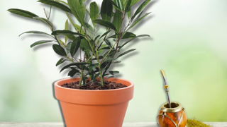 "Ilex paraguariensis" Garden2Cup®, plante à maté. "Ilex paraguariensis" Garden2Cup®, plante à maté.
