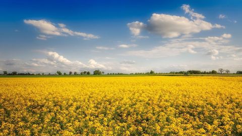 La chute des températures a pu causer des dégâts dans les parcelles.