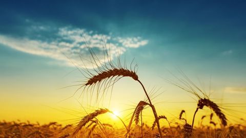 Quelles seront les conditions météo pour la suite du développement des cultures en France? Quelles seront les conditions météo pour la suite du développement des cultures en France?