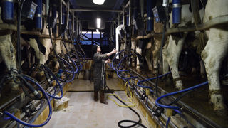 L'OMS veut étendre la surveillance au lait et aux produits laitiers. (image d’illustration)