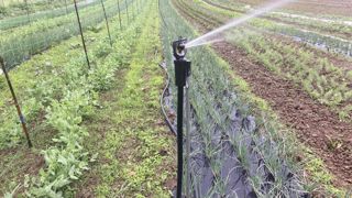 La surveillance de l’état de stress hydrique des cultures permet de détecter les problèmes d’irrigation.