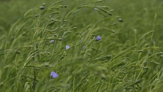 La dérogation est accordée au Microthiol special liquid et ses autres noms commerciaux, pour lutter contre les maladies du lin d'hiver et de printemps, fibre comme oléagineux.