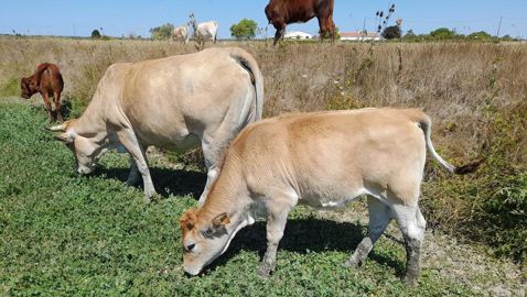 Vaches maraîchines Vaches maraîchines