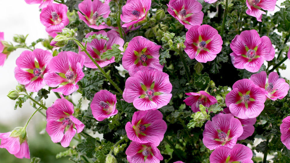 Hibiscus Extreme 'Cloudy Pink'.