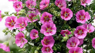 Hibiscus Extreme 'Cloudy Pink'. Hibiscus Extreme 'Cloudy Pink'.