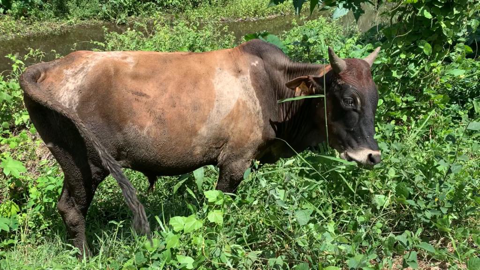 Vache Moka pâturant