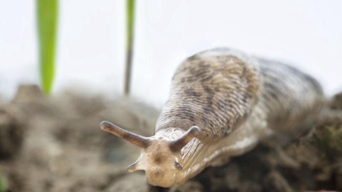 Avec 1,3 Mha déployés en 2023, le marché des molluscicides d'automne est reparti à la hausse.